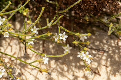 Orianthera