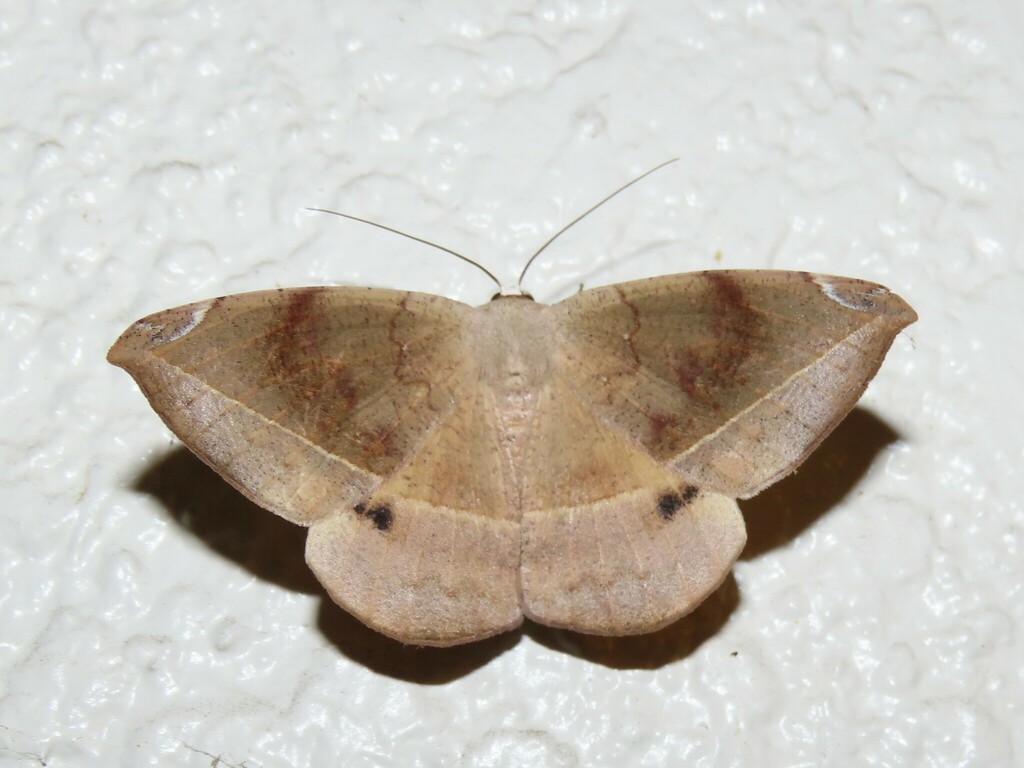 Spurge Spanworm Moth