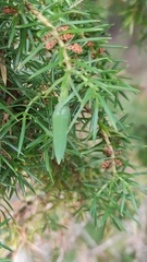 Oligotrophus juniperinus