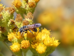 Dieunomia nevadensis