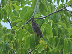 Hypsipetes leucocephalus