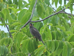 Hypsipetes leucocephalus