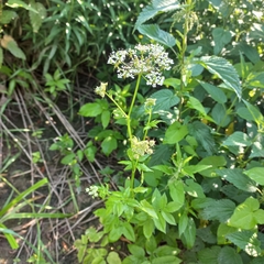 Chaerophyllum aromaticum
