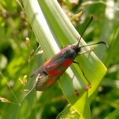 Zygaena viciae