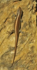 Trachylepis striata