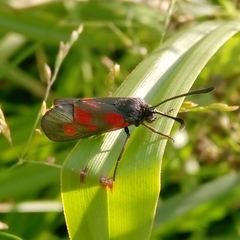 Zygaena viciae
