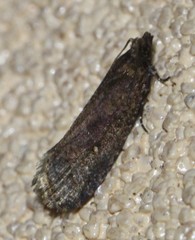 Cryptaspasma sordida