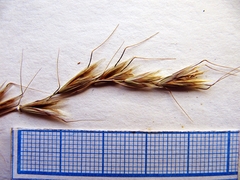 Helictochloa hookeri