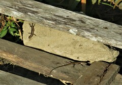 Trachylepis striata