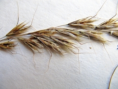 Helictochloa hookeri