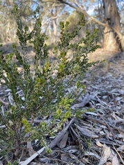 Acacia glandulicarpa