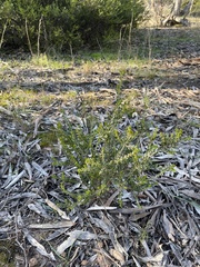 Acacia glandulicarpa