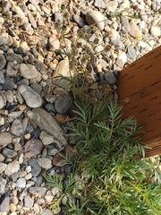 Potentilla bimundorum