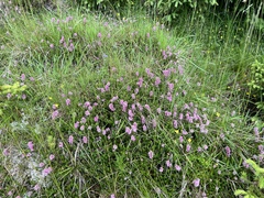 Erica spiculifolia