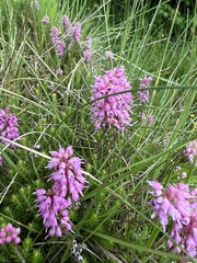 Erica spiculifolia