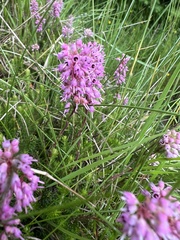 Erica spiculifolia
