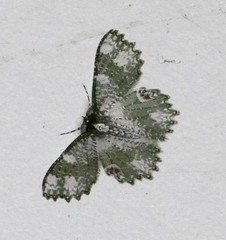 Eucyclodes fascinans