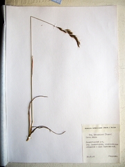 Helictochloa hookeri