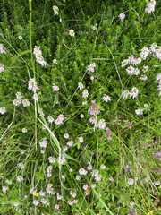 Erica spiculifolia