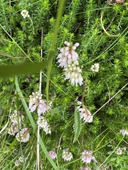 Erica spiculifolia