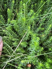 Erica spiculifolia