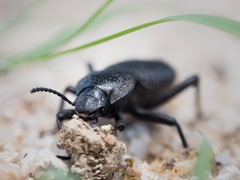 Cryptoglossa variolosa