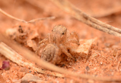 Habronattus texanus