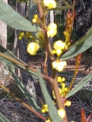 Acacia myrtifolia
