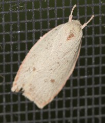Euchaetis holoclera