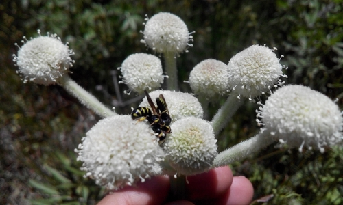 iNaturalist observation photo of Lestica