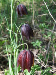 Fritillaria meleagroides