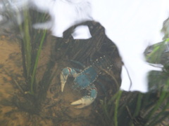 Euastacus yarraensis
