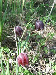 Fritillaria meleagroides