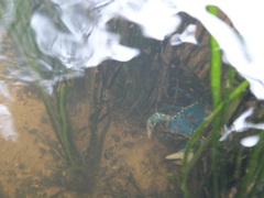 Euastacus yarraensis