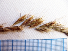 Helictochloa hookeri