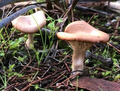 Singerocybe