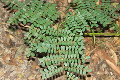 Mezoneuron brachycarpum