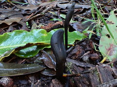 Geoglossum umbratile