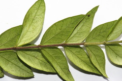 Metrosideros colensoi