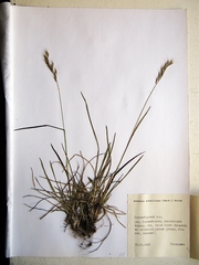 Helictochloa hookeri