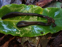 Geoglossum umbratile