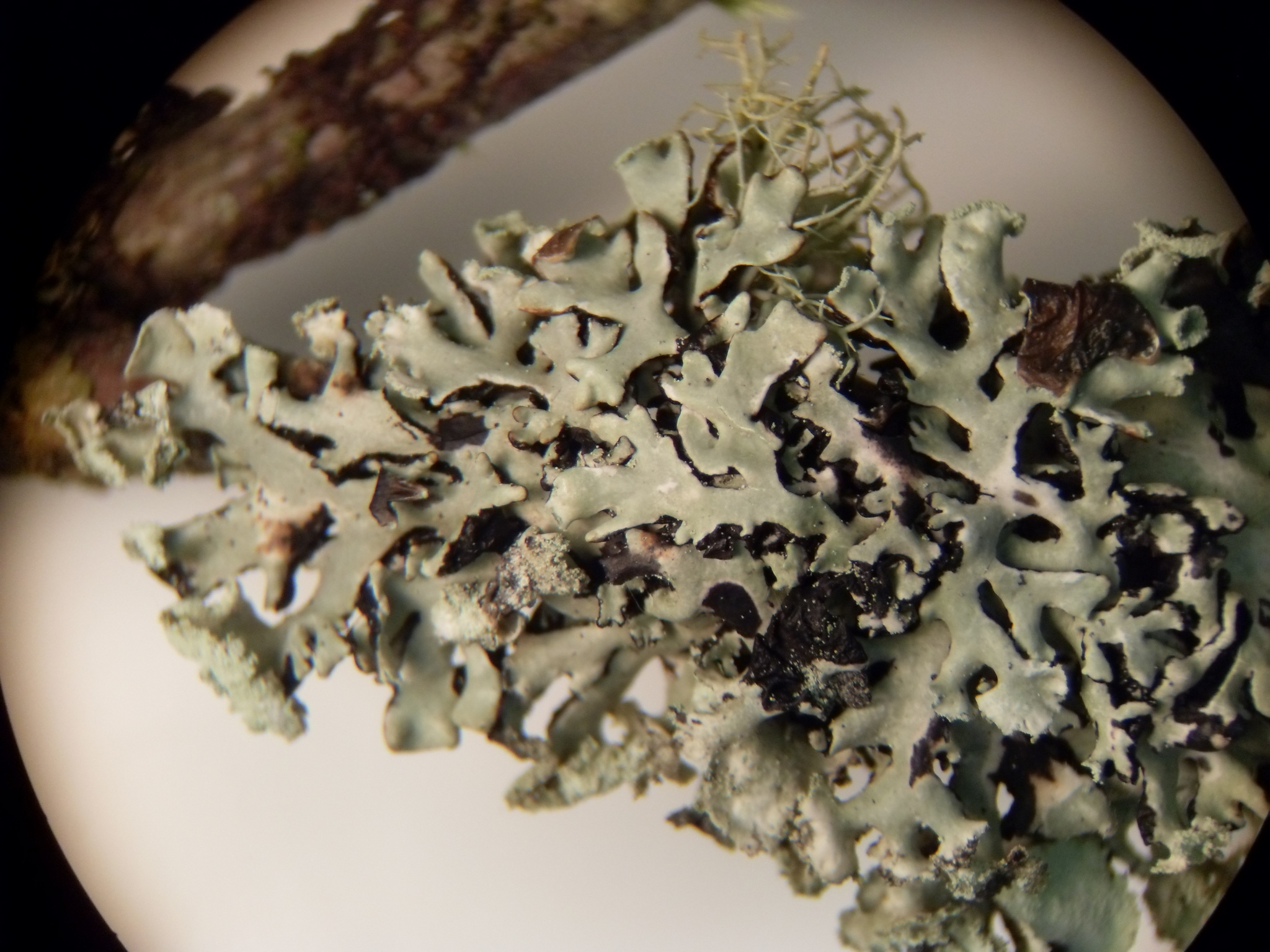 Hypogymnia image