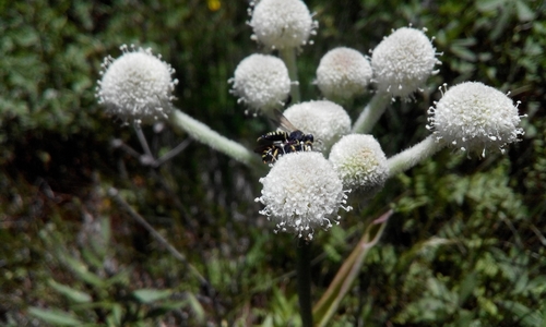 iNaturalist observation photo of Lestica