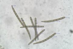 Geoglossum umbratile