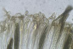 Geoglossum umbratile