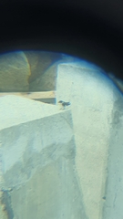 Tachycineta albilinea