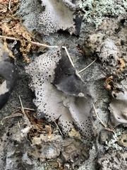 Umbilicaria spodochroa