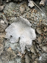 Umbilicaria spodochroa