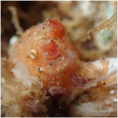 Metandrocarpa taylori