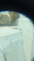 Tachycineta albilinea